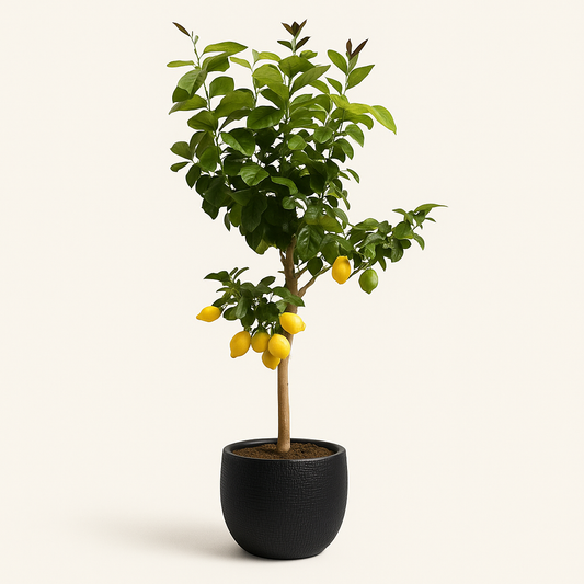 Citroenboom – Citrus limon – 150 cm