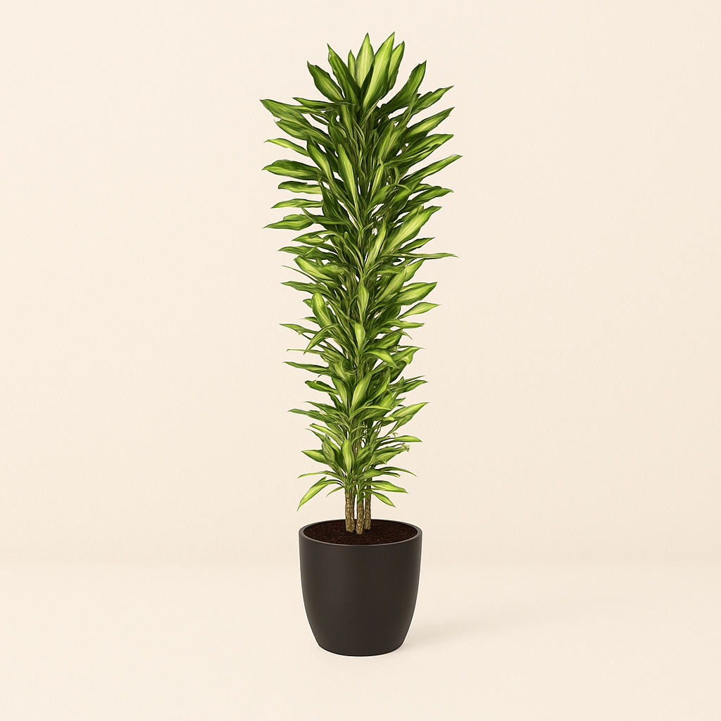 Drakenbloedboom – Dracaena Cintho vertakt – 210 cm