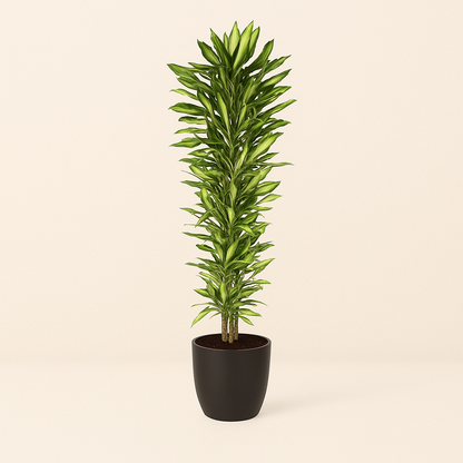 Drakenbloedboom – Dracaena Cintho vertakt – 210 cm