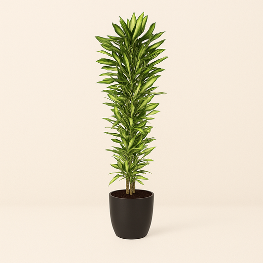 Drakenbloedboom – Dracaena Cintho vertakt – 210 cm
