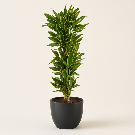 Drakenbloedboom – Dracaena Golden Coast – 200 cm