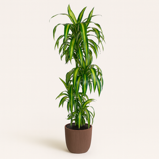 Drakenbloedboom – Dracaena Hawaiiana – 180 cm
