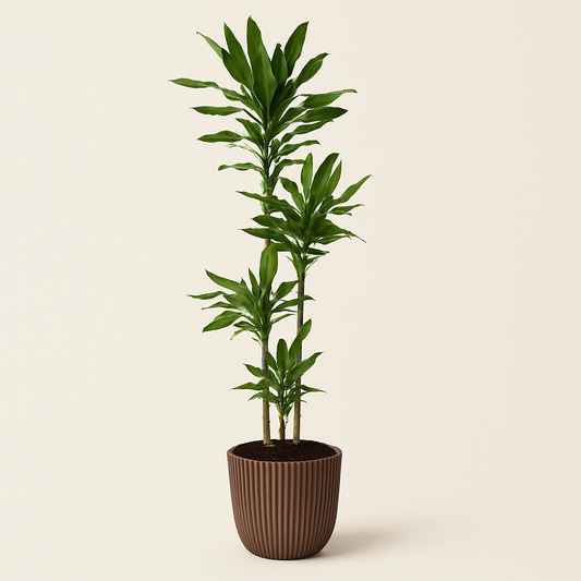 Drakenbloedboom – Dracaena Janet Lind – 180 cm