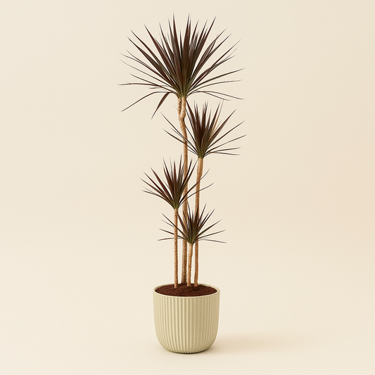 Drakenbloedboom – Dracaena Magenta – 180 cm