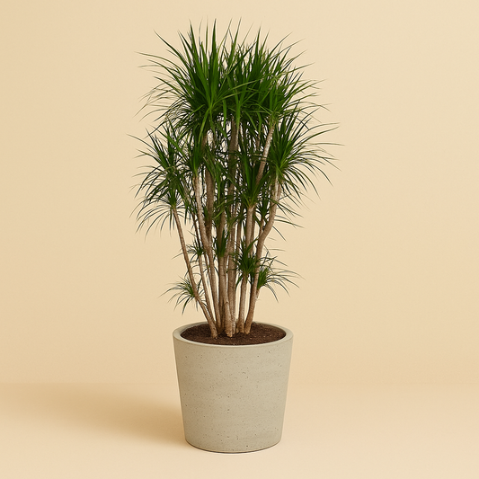 Drakenboom – Dracaena marginata – 220 cm