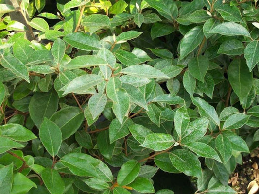 Lei Olijfwilg (Elaeagnus ebbingei)
