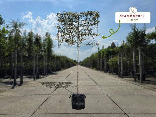 Lei Olijfwilg (Elaeagnus ebbingei)