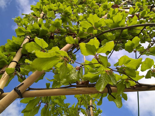 Groene Leibeuk (Fagus sylvatica)