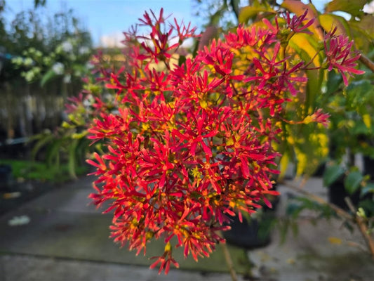 Zevenzonenboom Heptacodium miconioides - 200 cm