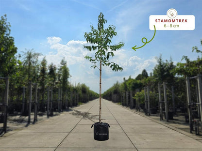 Zevenzonenboom Heptacodium miconioides - 200 cm