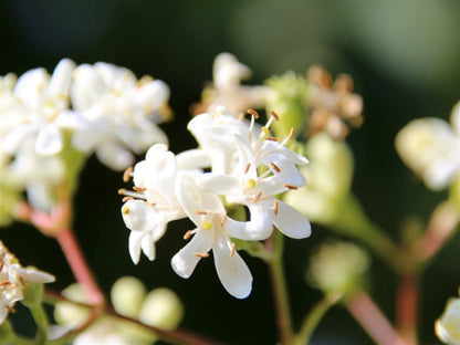 Zevenzonenboom Heptacodium miconioides - 200 cm