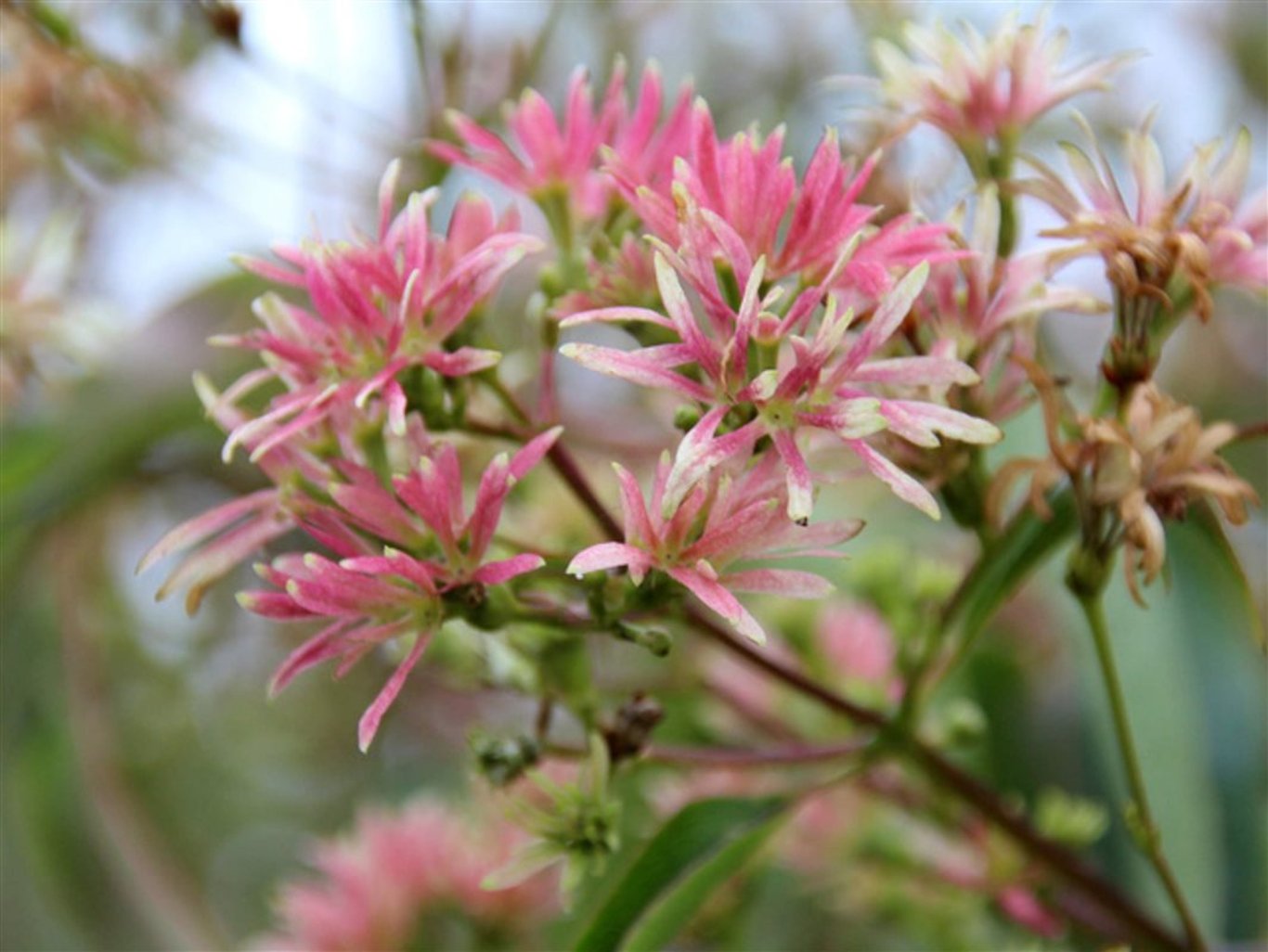 Zevenzonenboom Heptacodium miconioides - 200 cm