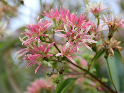 Zevenzonenboom Heptacodium miconioides - 200 cm