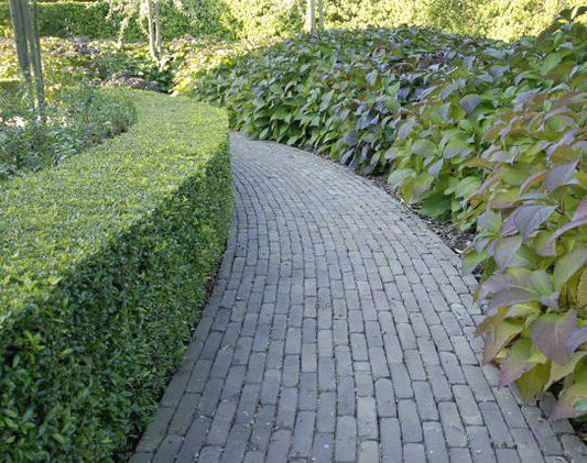 Hulst haag – Ilex crenata – 6 stuks van 25 cm - Groei tot 150 cm