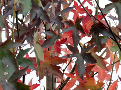 Lei Amberboom (Worplesdon)