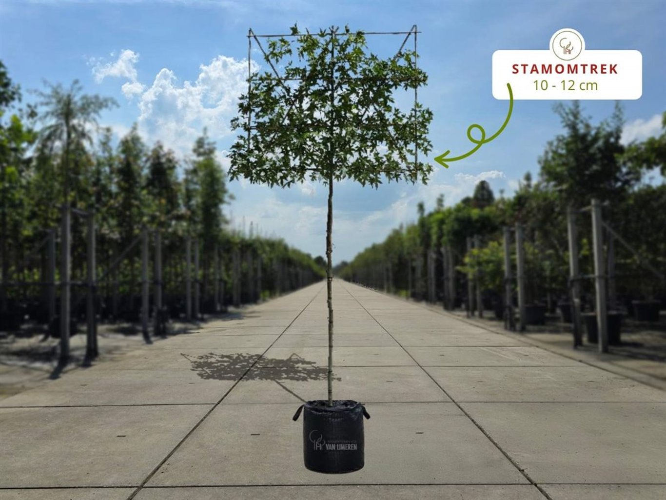 Lei Amberboom (Worplesdon)