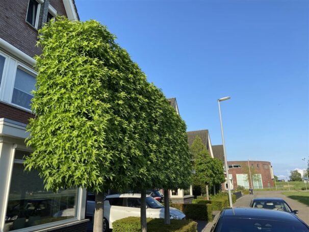 Lei Amberboom (Worplesdon)