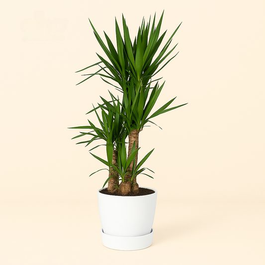 Olifantenpalm – Yucca Elephantipe – 180 cm