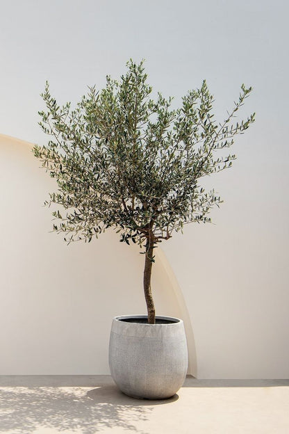Olijfboom – Olea Lorc – 200 cm