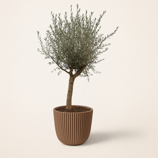 Olijfboom – Olea Lorc – 200 cm
