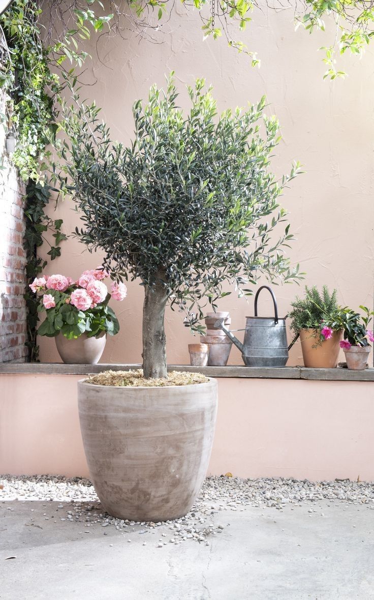 Olijfboom – Olea europaea Lorc – 180 cm
