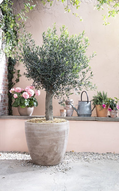 Olijfboom – Olea europaea Lorc – 180 cm