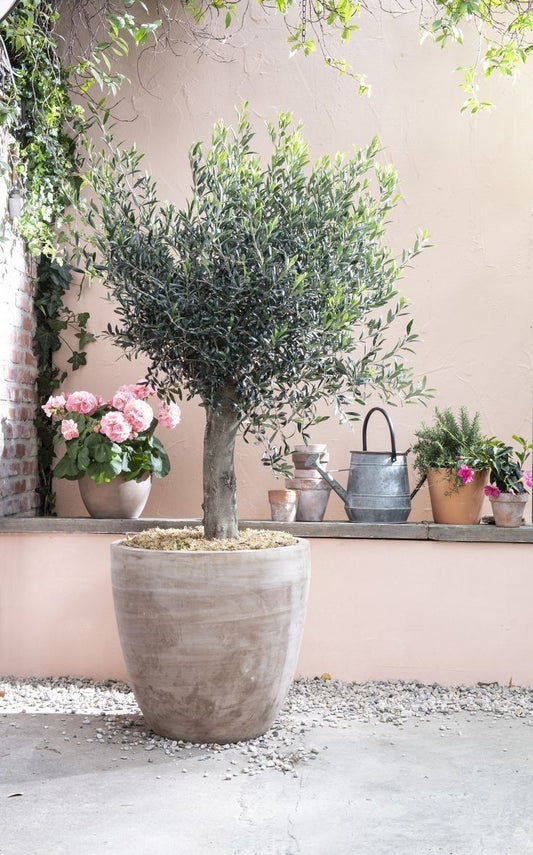 Olijfboom – Olea europaea Lorc – 180 cm