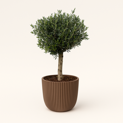 Olijfboom – Olea europaea Lorc – 180 cm