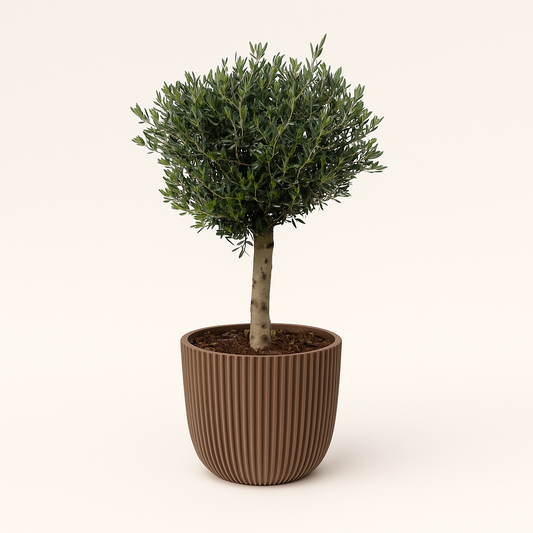 Olijfboom – Olea europaea Lorc – 180 cm