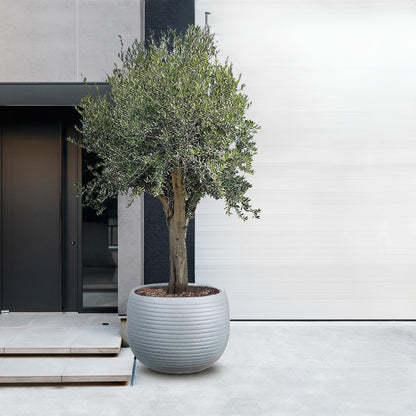 Olijfboom – Olea europaea cultivo – 220 cm