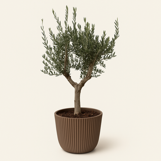 Olijfboom – Olea europaea cultivo – 220 cm