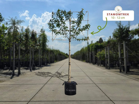 Lei Kersenboom Regina (Prunus avium Regina)