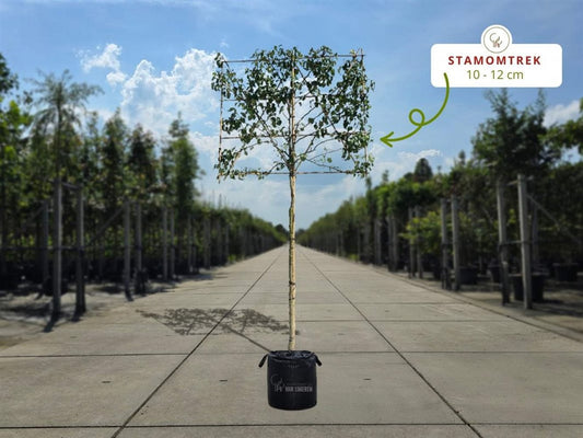 Lei perenboom Conference (Pyrus communis)