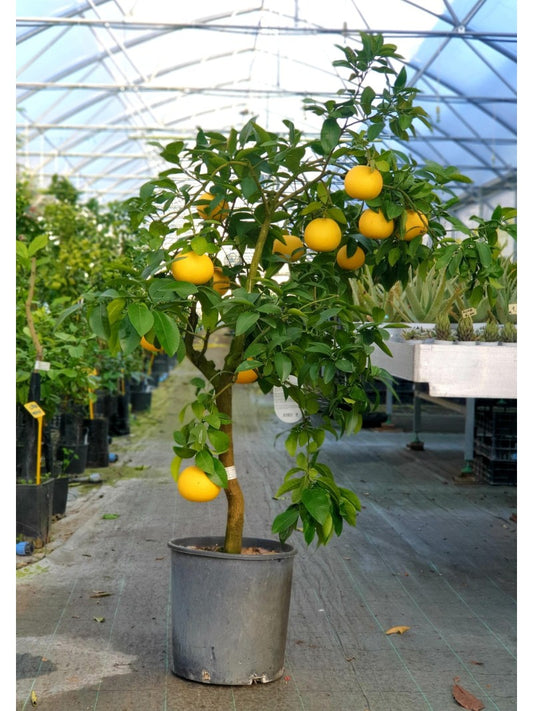 Pompelmoes boom – Citrus pompelmo – 150 cm
