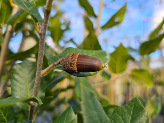 Lei Steeneik (Quercus ilex Leiboom)