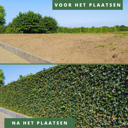Kant en klaar haag - Hedera hibernica -180 cm - Gehele jaar te planten - v.a. 3 stuks