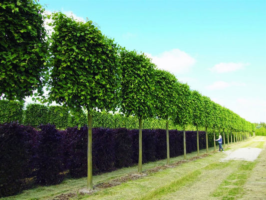 Leilinde (Tilia europaea)