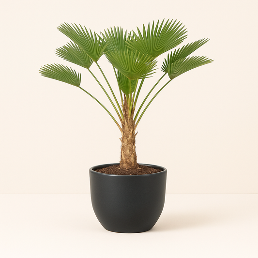 Wagnerpalm – Trachycarpus wagnerianus – 130 cm