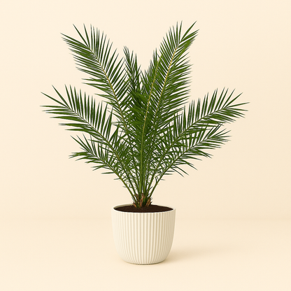 Canarische dadelpalm – Phoenix Canariensis – 180 cm