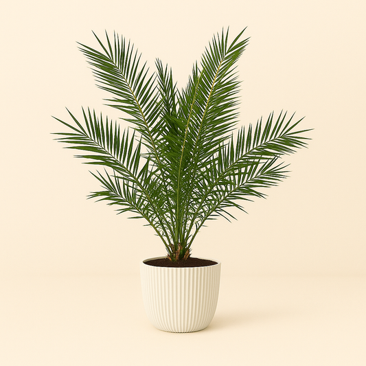 Canarische dadelpalm – Phoenix Canariensis – 180 cm