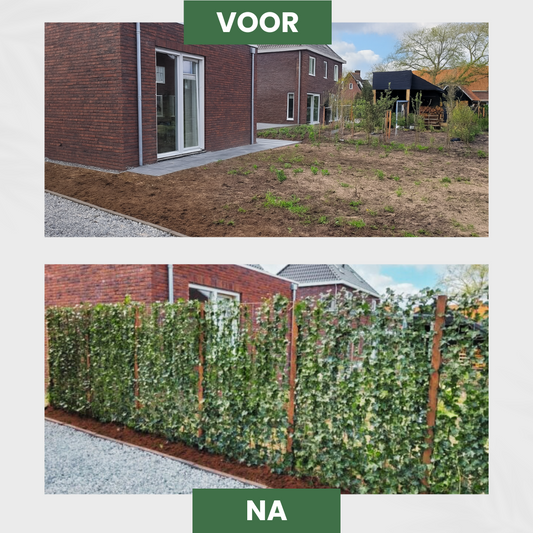 Kant en klaar haag - Hedera hibernica - 150 cm - Gehele jaar te planten - v.a. 3 stuks