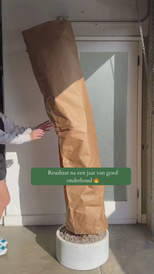 Drakenboom – Dracaena marginata – 220 cm