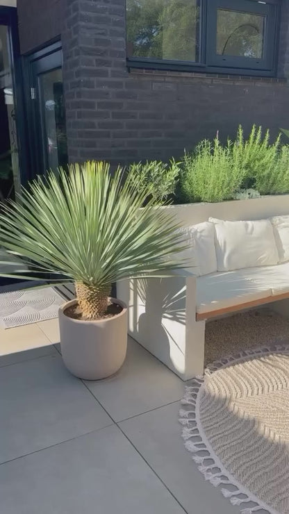 Palmlelie – Yucca rostrata – 100 cm