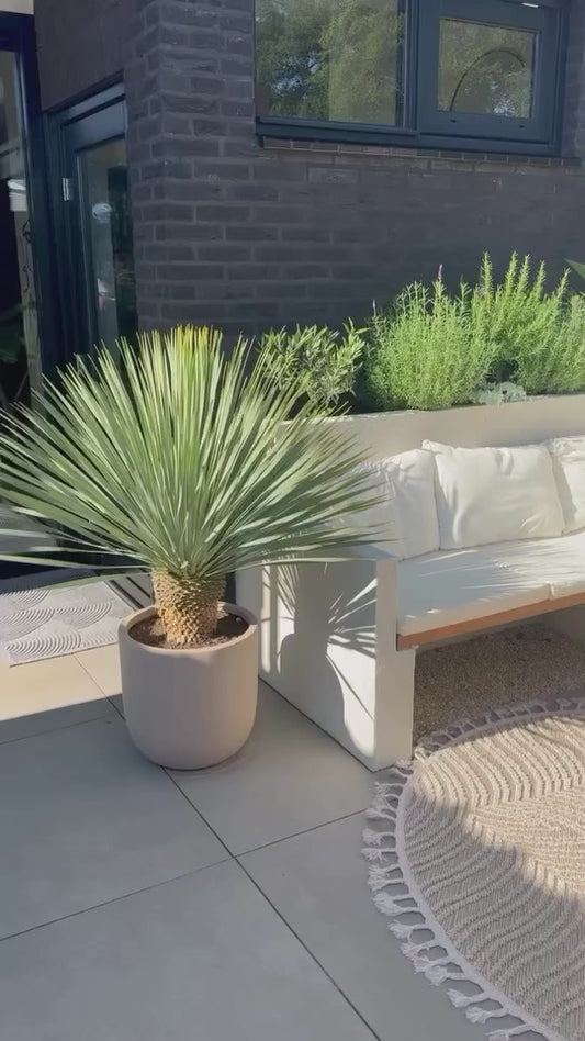 Palmlelie – Yucca rostrata – 100 cm