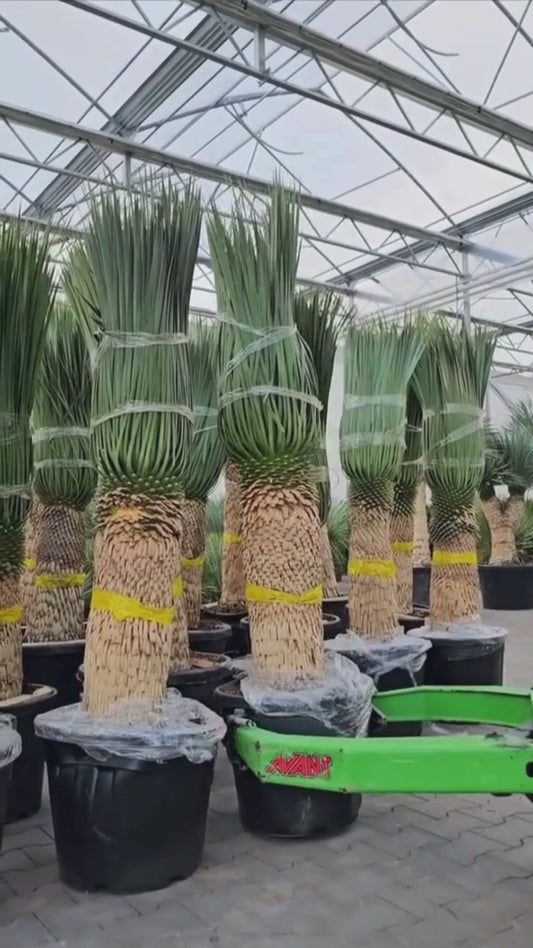 Palmlelie – Yucca rostrata XL – 160 cm