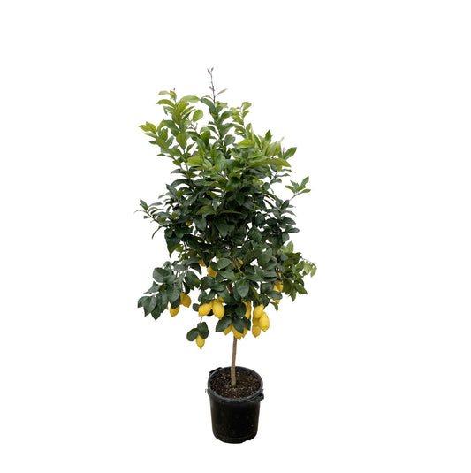 Citroenboom – Citrus lemon – 200 cm
