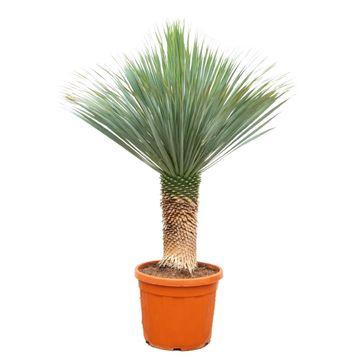 Palmlelie – Yucca rostrata XL – 160 cm