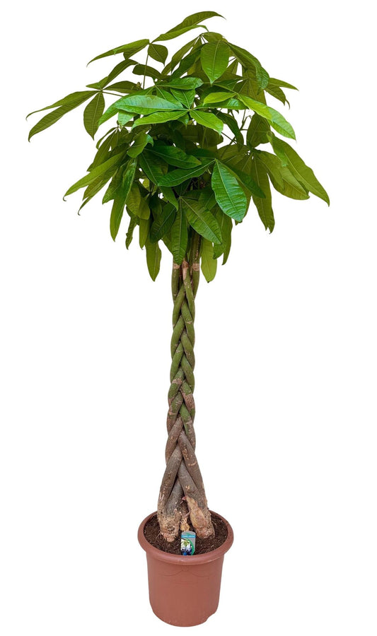 Geldboom – Pachira Aquatica – 200 cm