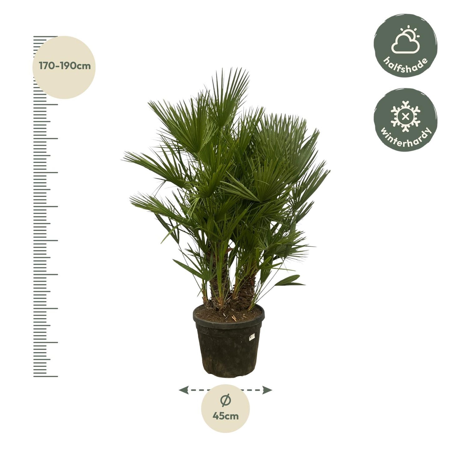 Dwergpalm – Chamaerops Humilis – 180 cm