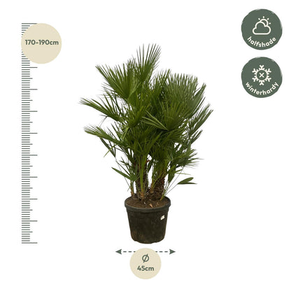 Dwergpalm – Chamaerops Humilis – 180 cm